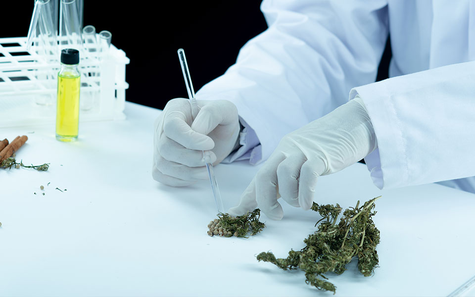 O que os casos da acupuntura e da Cannabis mostram?